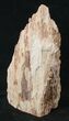 Free-Standing Petrified Wood (Conifer) - McDermitt, OR #16897-1